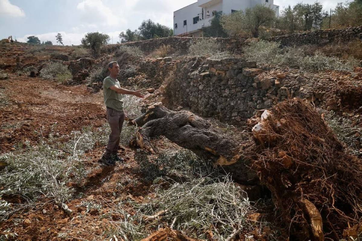جرافات إسرائيلية تقتلع أشجار الزيتون الفلسطين