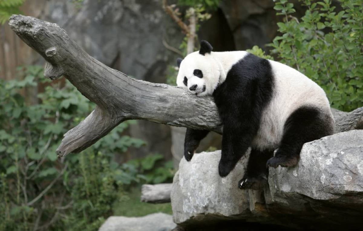China sends giant pandas to US