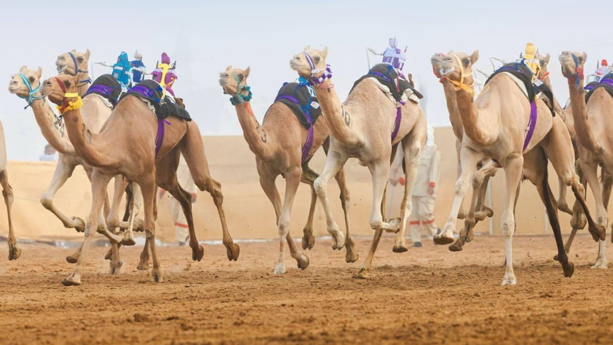 ختام مهرجان العين للهجن السبت