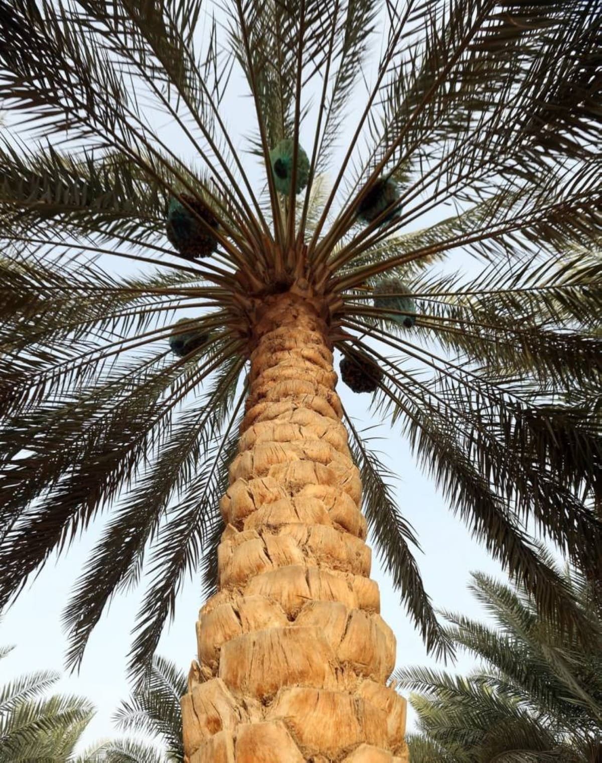 Emirati date palms expand in China