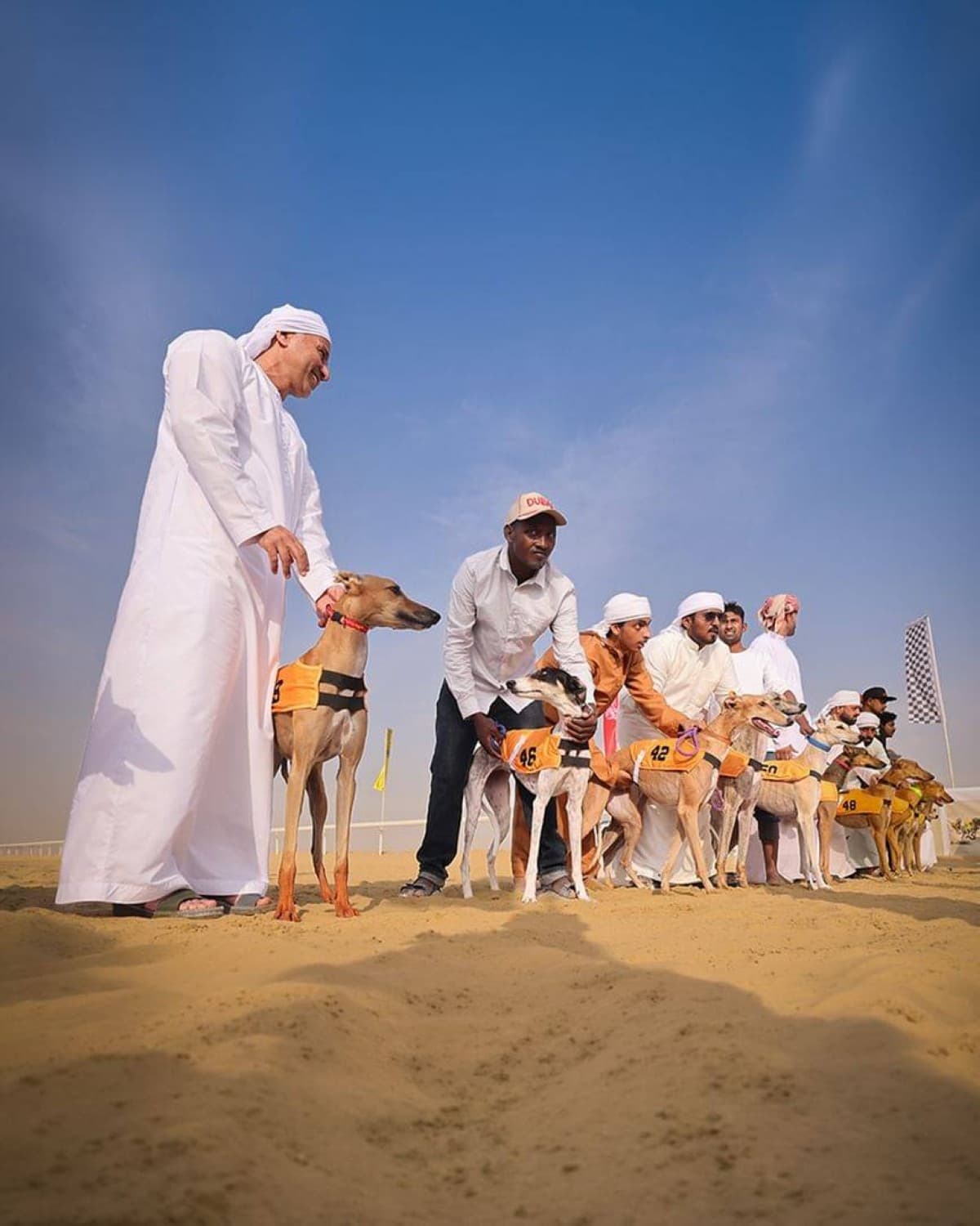 Arab Saluki Championship evolves into a sports system