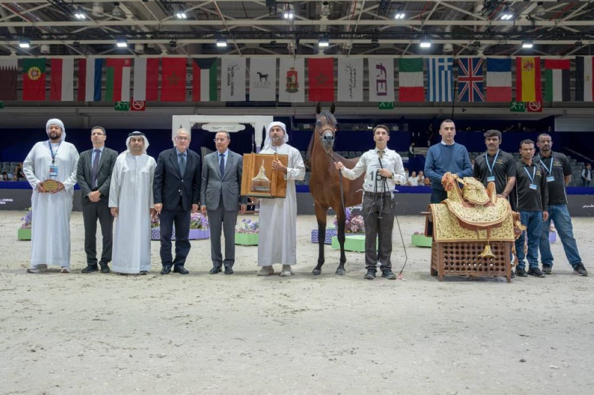 Dubai Stud wins 12 titles at Morocco Arabian Horse Show
