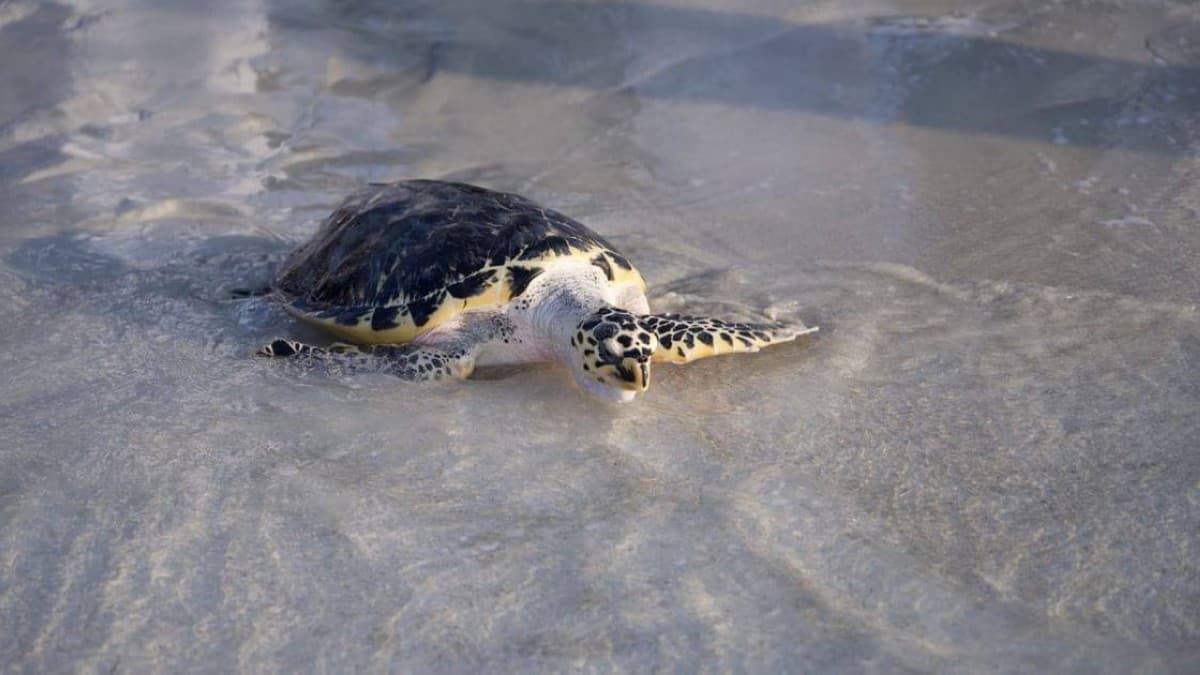 Abu Dhabi Launches Wildlife Rescue Network