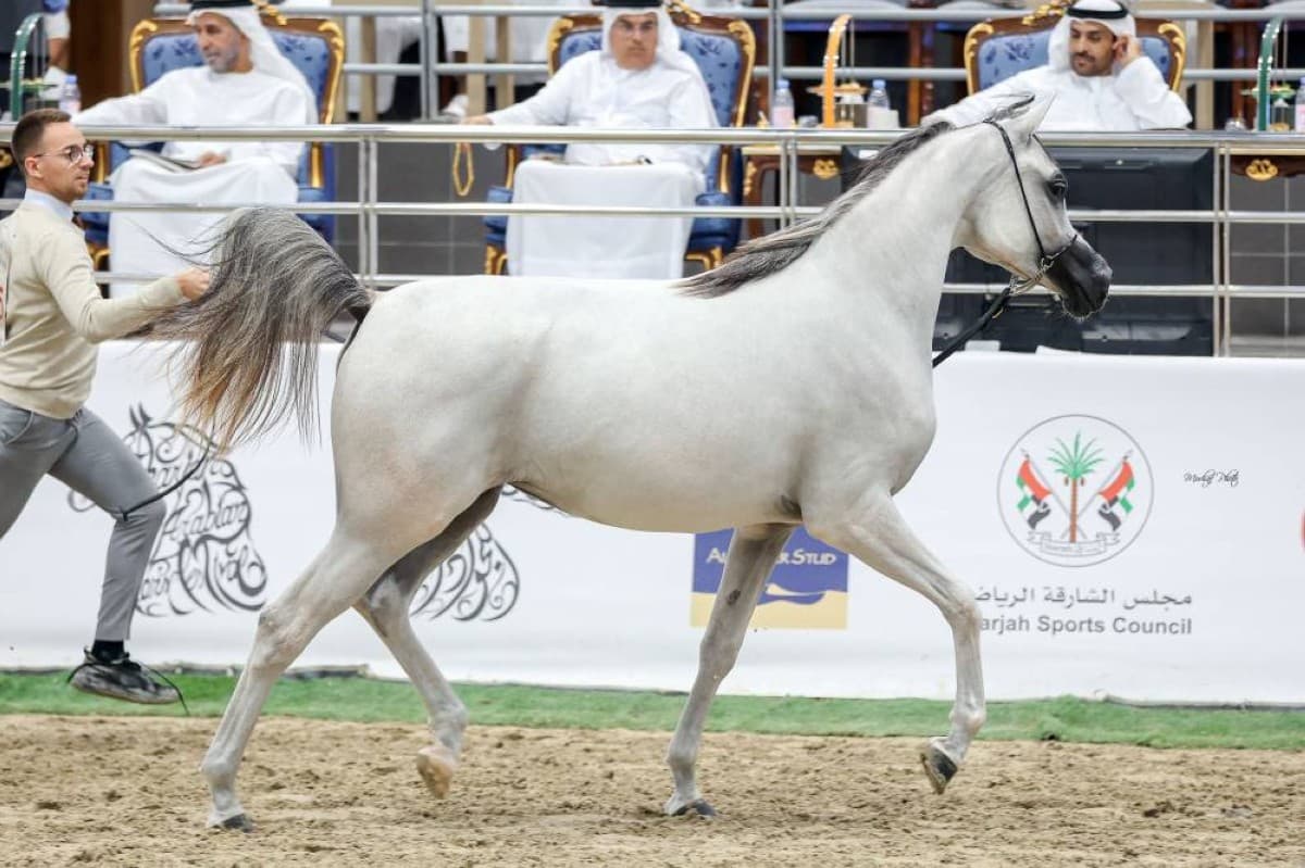 Sharjah Arabian Horse Festival wraps up with stallion race