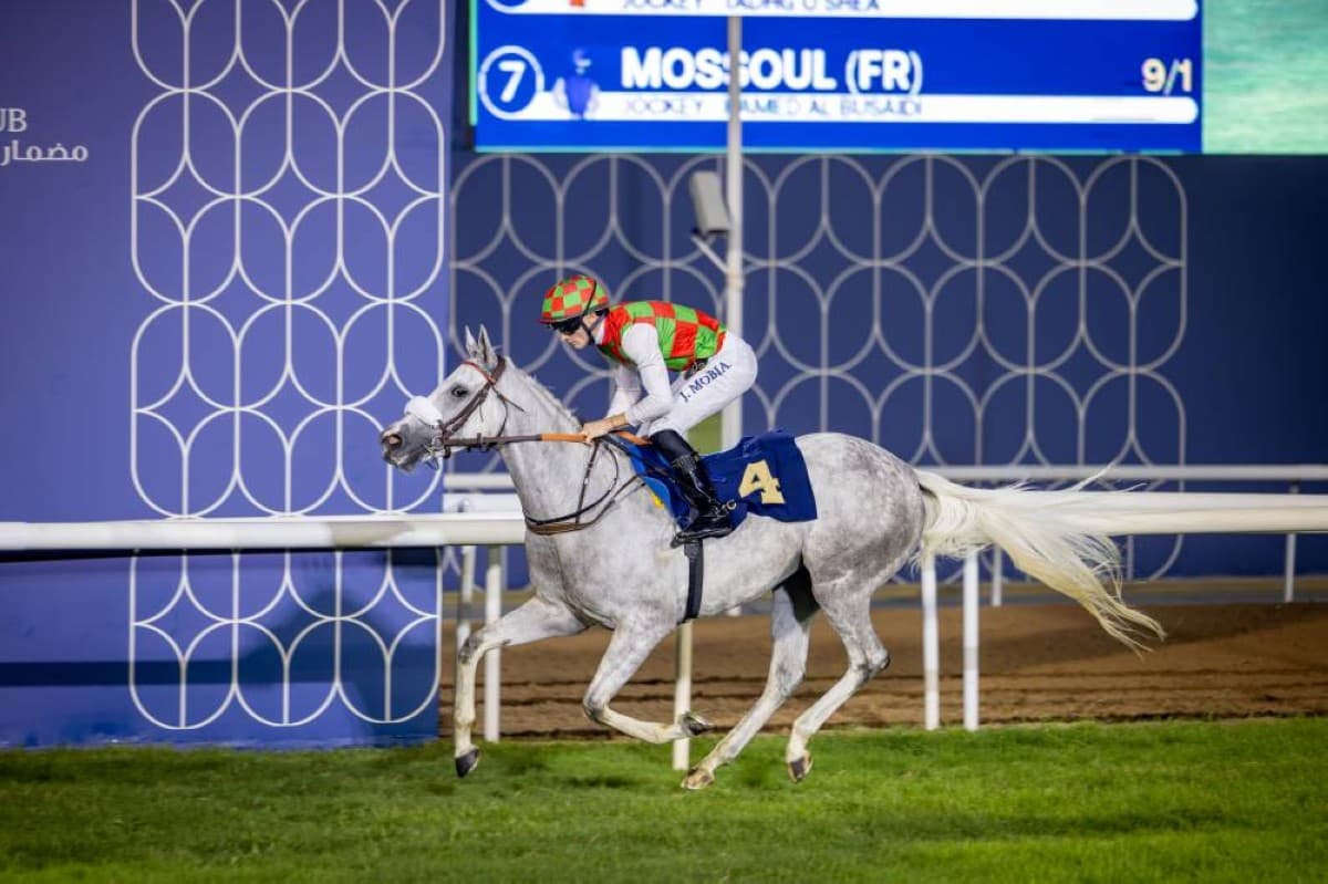 علي بابا بطل شوط المقام