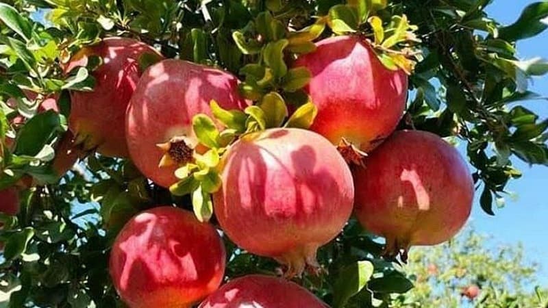Gabes to lead 98,000 tons pomegranate forecast