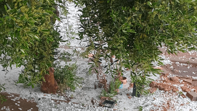 Agriculture Ministry Issues Hailstorm Aid Tips