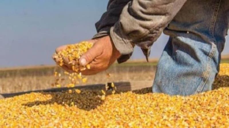 ديوان الأعلاف يحدد سعر الذرة