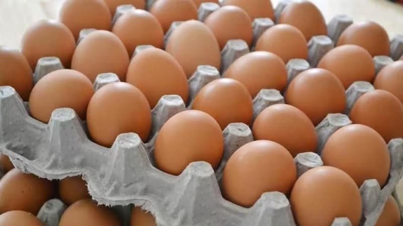 كنفدرالية الفلاحين تتجه للمحاكم ورئاسة الجمهورية في أزمة بيض الاستهلاك