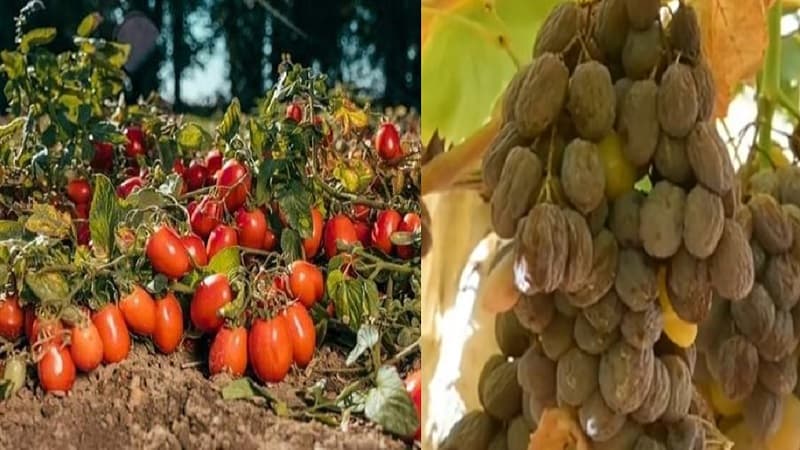 Heatwave harms crops in Sidi Bouzid
