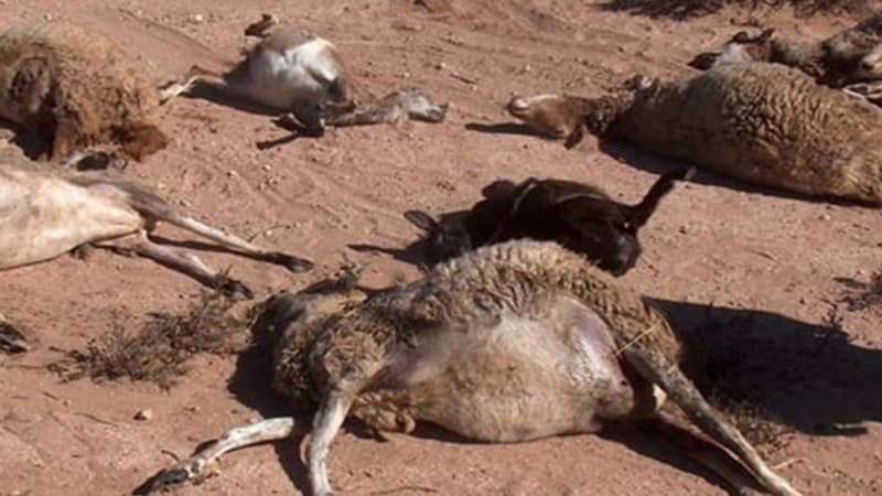 Zaghouan sheep theft leads to 12 deaths