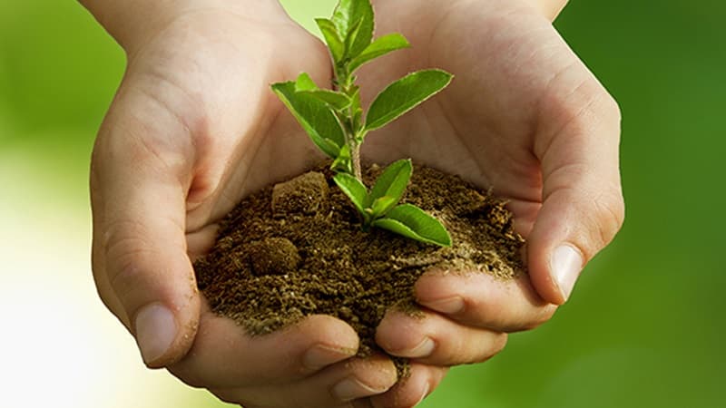 Content creators and MPs aim to plant 200k trees in Jebel Al-Nadhour