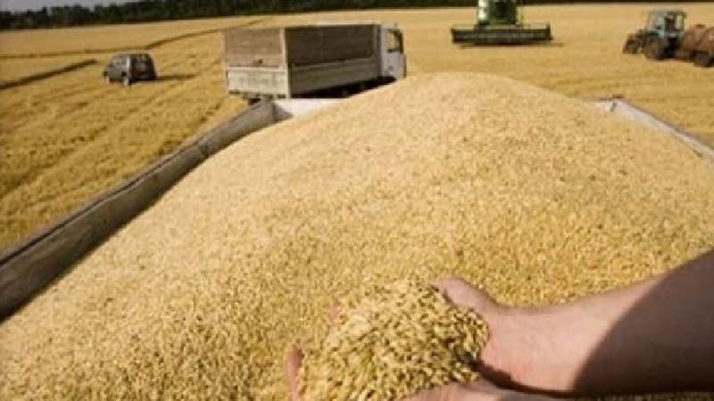 Agriculture Ministry Sets Seed Prices for 2026-2027