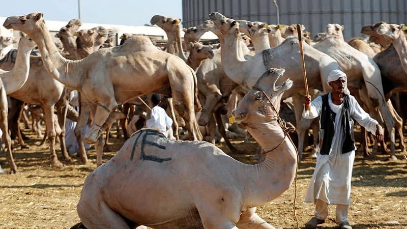 وزارة الفلاحة تدعو المربين إلى اتخاذ إجراءات وقائية لحماية الثروة الحيوانية من موجة الحر