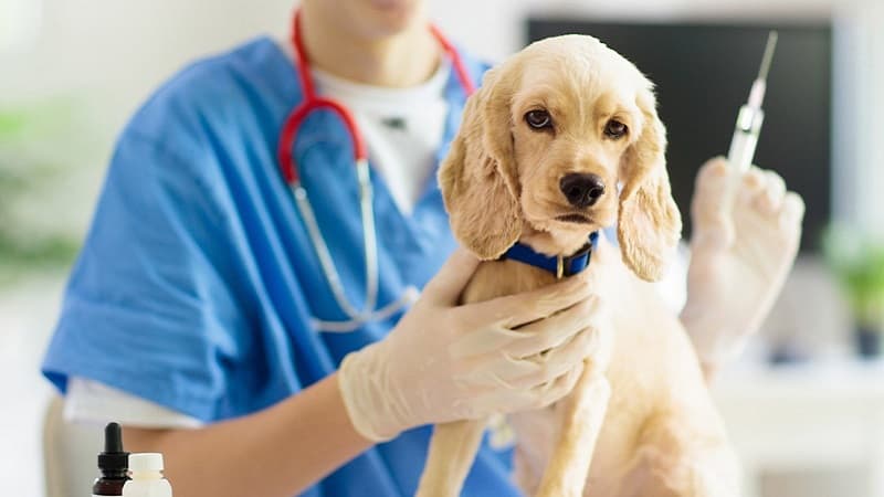 Tozeur Achieves Full Animal Rabies Vaccination