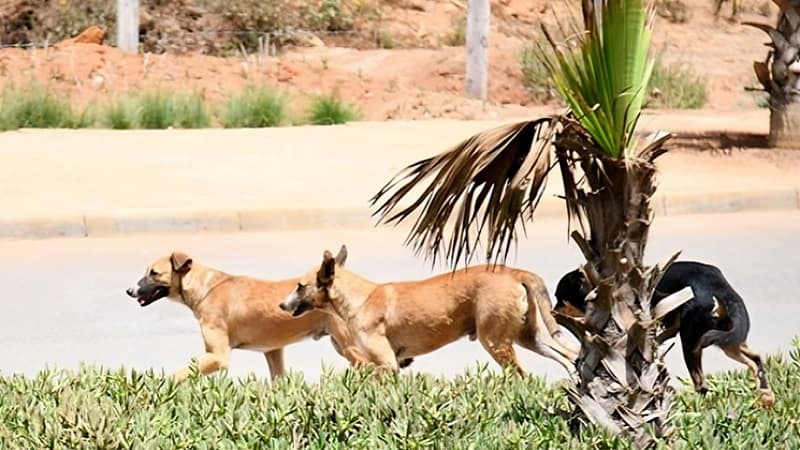 Baths to close dog shelter after resident complaints