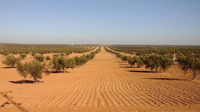 Local firms to manage 17,000-hectare estates