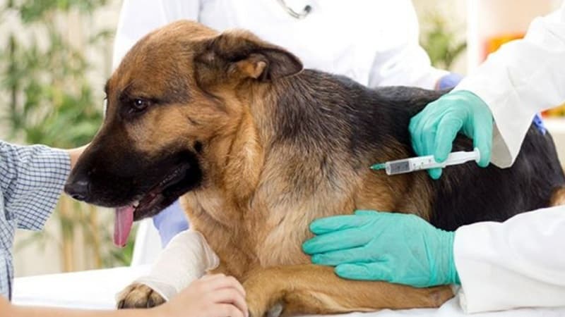 Ariana offers free rabies shots for pets