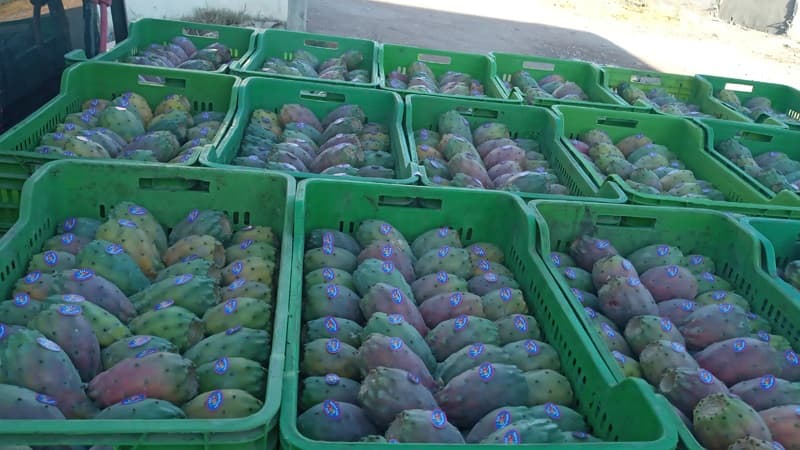 Bou Arqoub Farmers' Union: Smooth Hendy Output Drops Over 70%