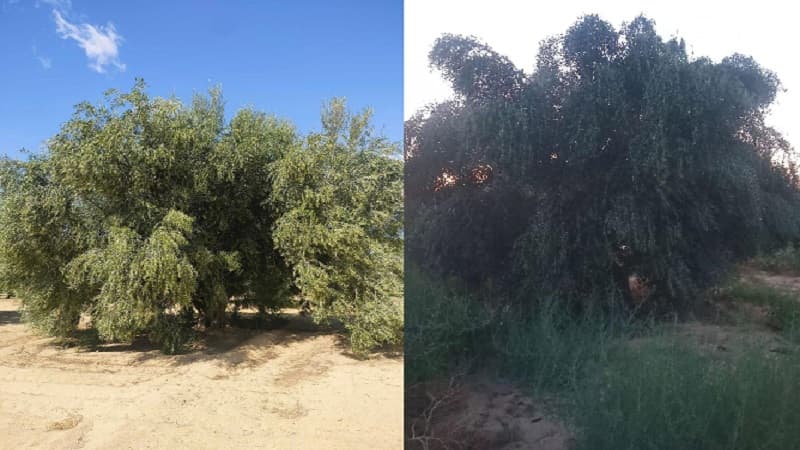 Kairouan yields 275,000 tons of olives