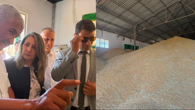 Grain Office Reports 8.4M Centners Collected