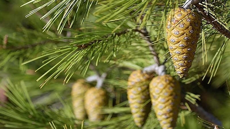 Nablus estimates 30 tons of Zqoqo crop