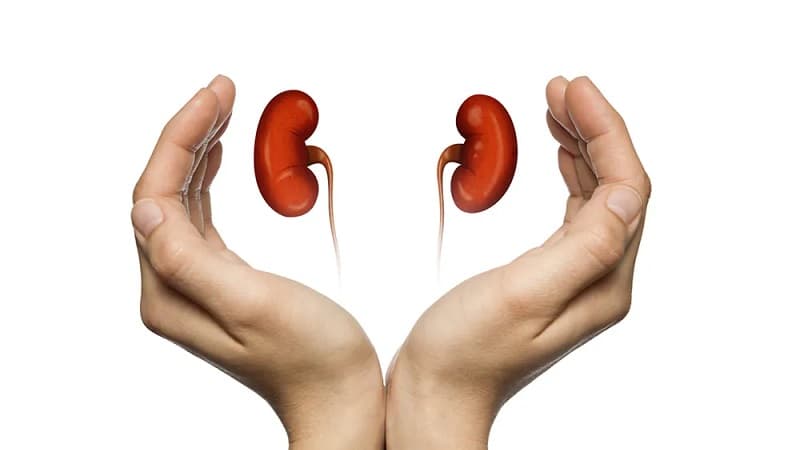 Sousse to host 14th Kidney Conference in November
