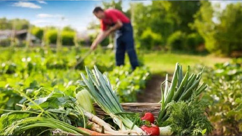 تونس تتصدر صادرات الفلاحة البيولوجية
