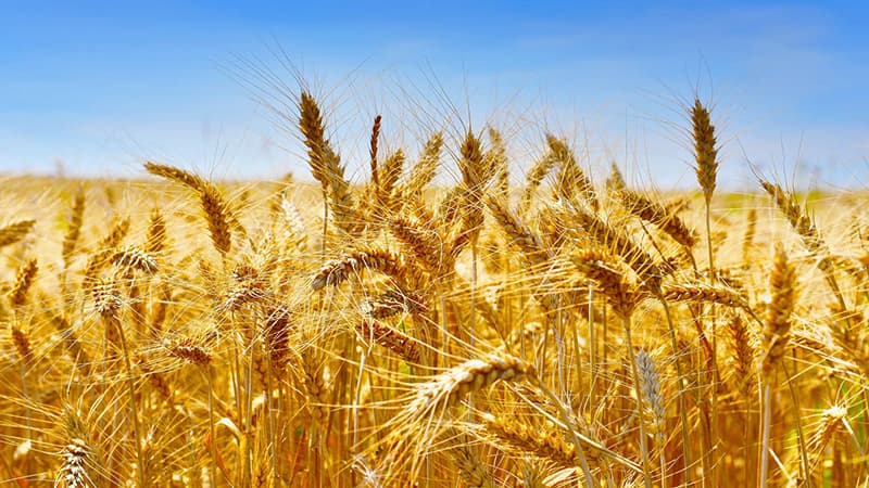 Grain Dept. urges farmers to secure stocks