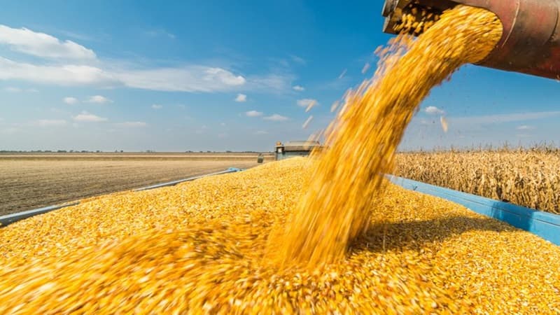 Grain harvest surpasses 10.5 million quintals by July 19