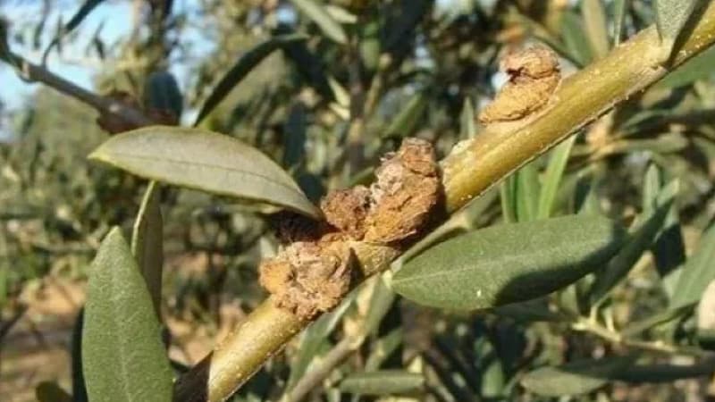 Mahdia Implements Urgent Rust Control