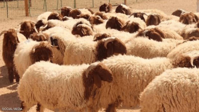 المتلوي يسجل نفوق أكثر من 150 رأس غنم