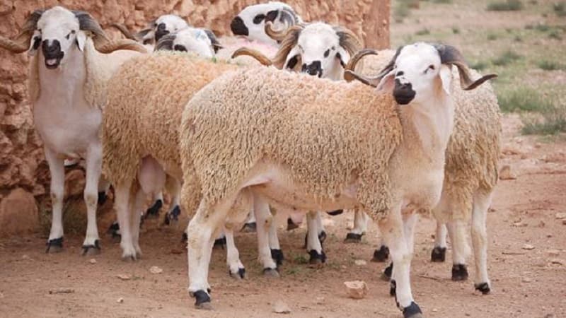 Agriculture Ministry Plans 30,000 Sacrificial Animals for Eid 2027