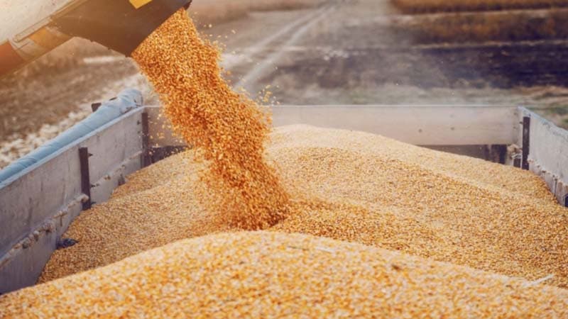 إجمالي الحبوب يتجاوز 10.7 مليون قنطار