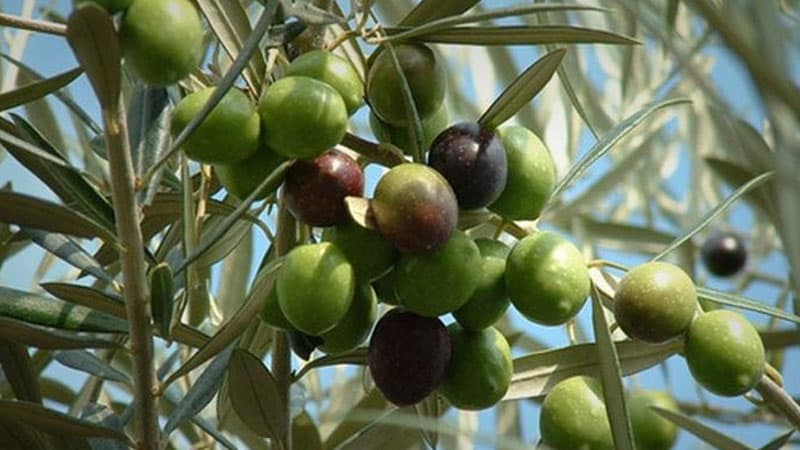 وزارة الفلاحة تطلق برنامج استثنائي لمكافحة مرض سل الزيتون