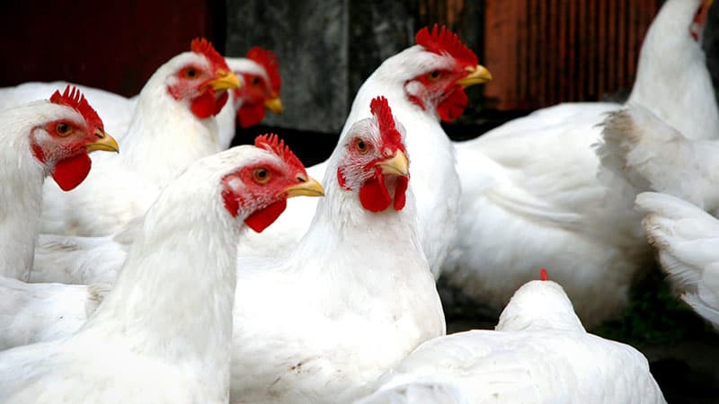 Half of poultry die from power outages