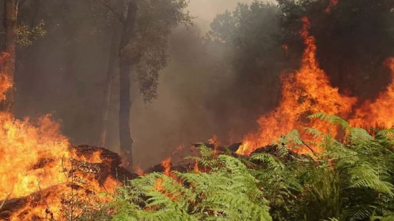 Algerian court frees 4 amid fire allegations