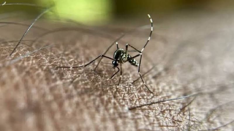Italy records dengue case