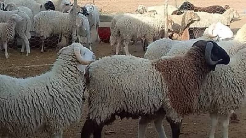 Eid Sacrifice Program 2027 Aims to Support Affordable Sales