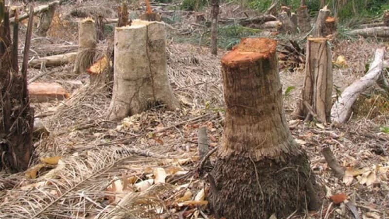 Al-Azhar issues tree-cutting fatwa