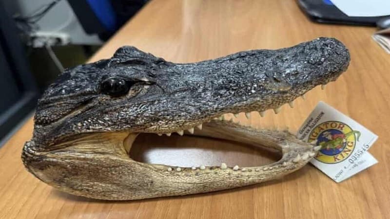 Italian traveler faces fine over dried crocodile head