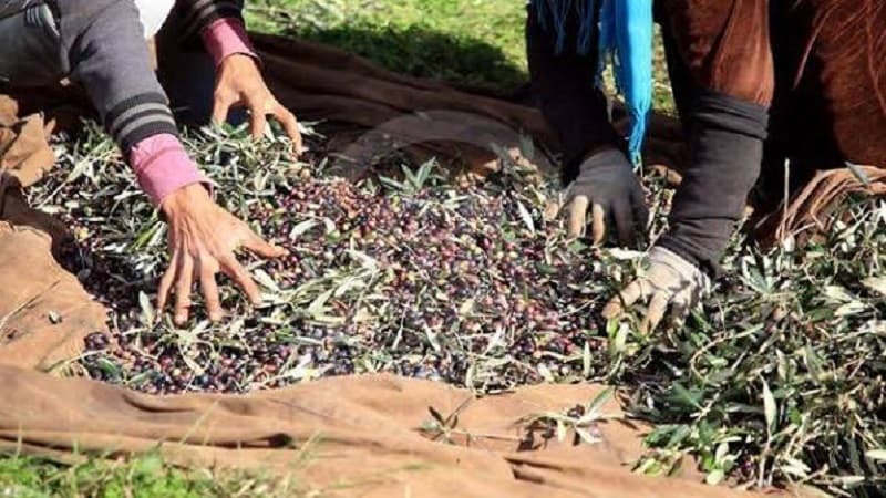 Jendouba to start olive harvest October 1