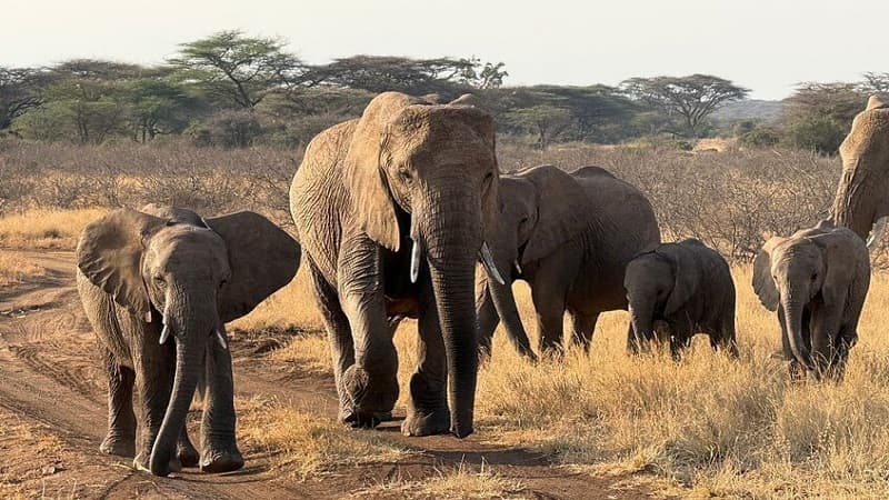 Botswana approves elephant hunting for Independence
