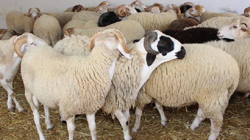 Kasserine supports sheep breeders in 2027