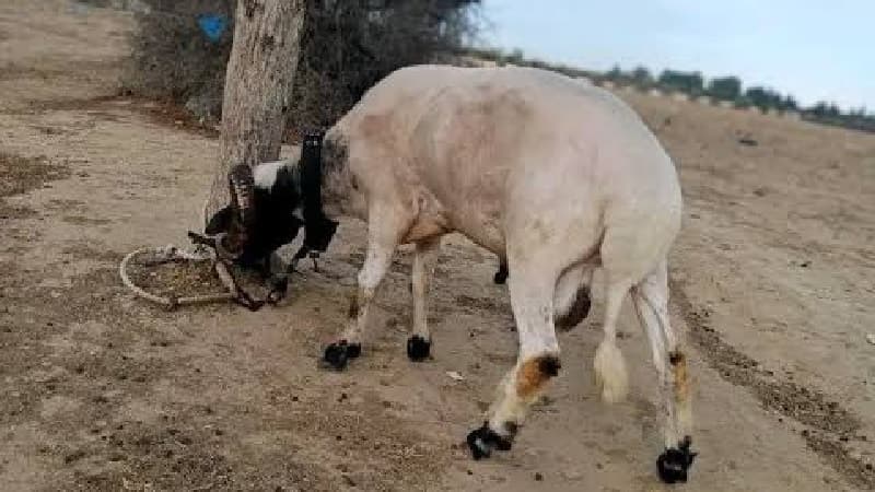 العلا.. سقوط كبش يقتل شيخ