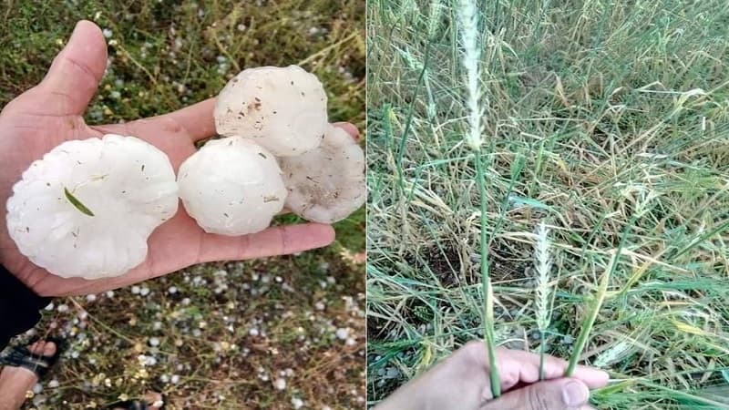 Agriculture Ministry advises cold protection