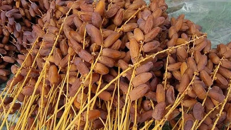 Tunisian date export revenue up 10.7%