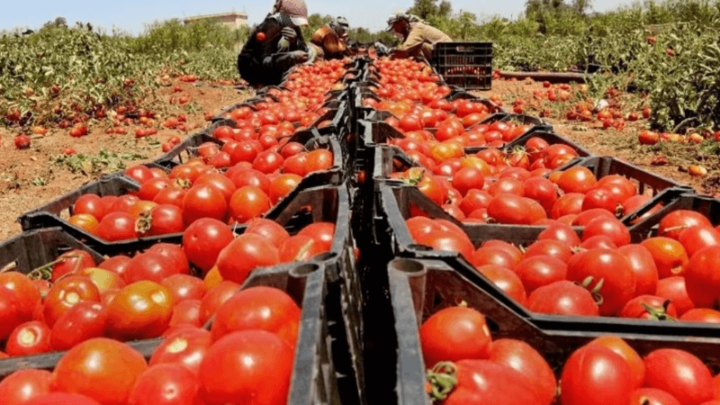 Power outages destroy large tomato harvests