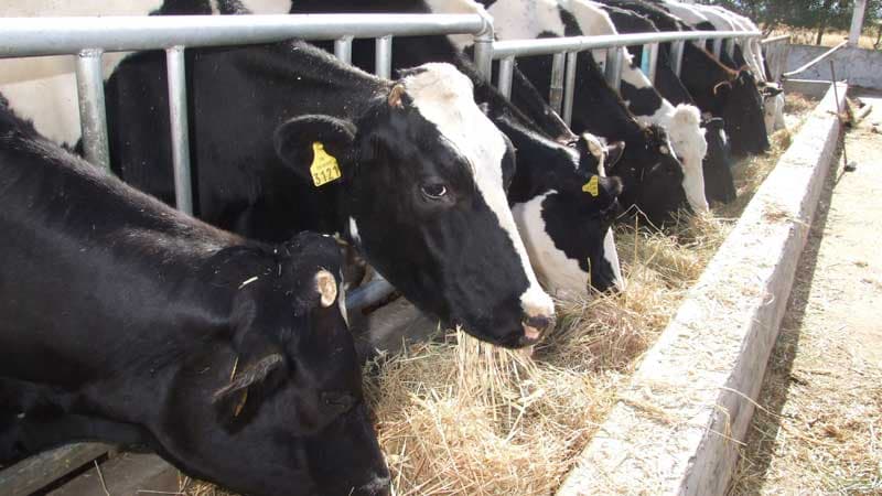 2027 Budget Allocates 40M Dinars for Cattle Rebuilding