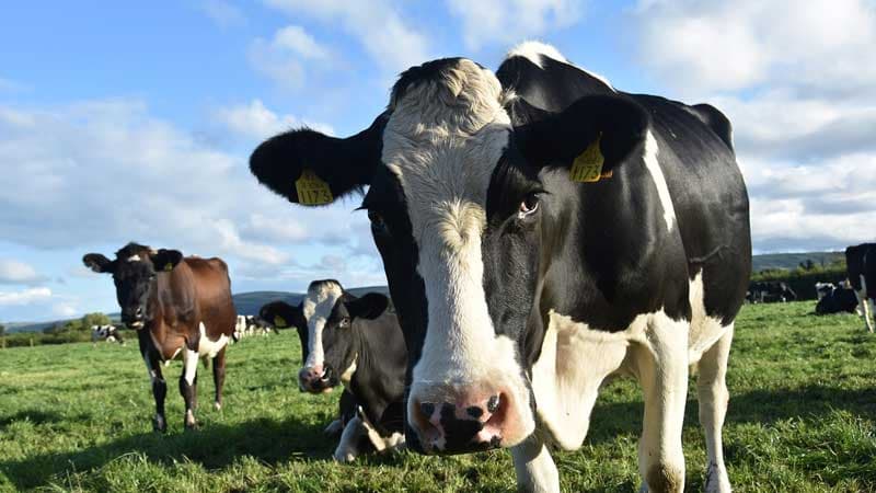 Agriculture Ministry Launches Cattle Conservation Program